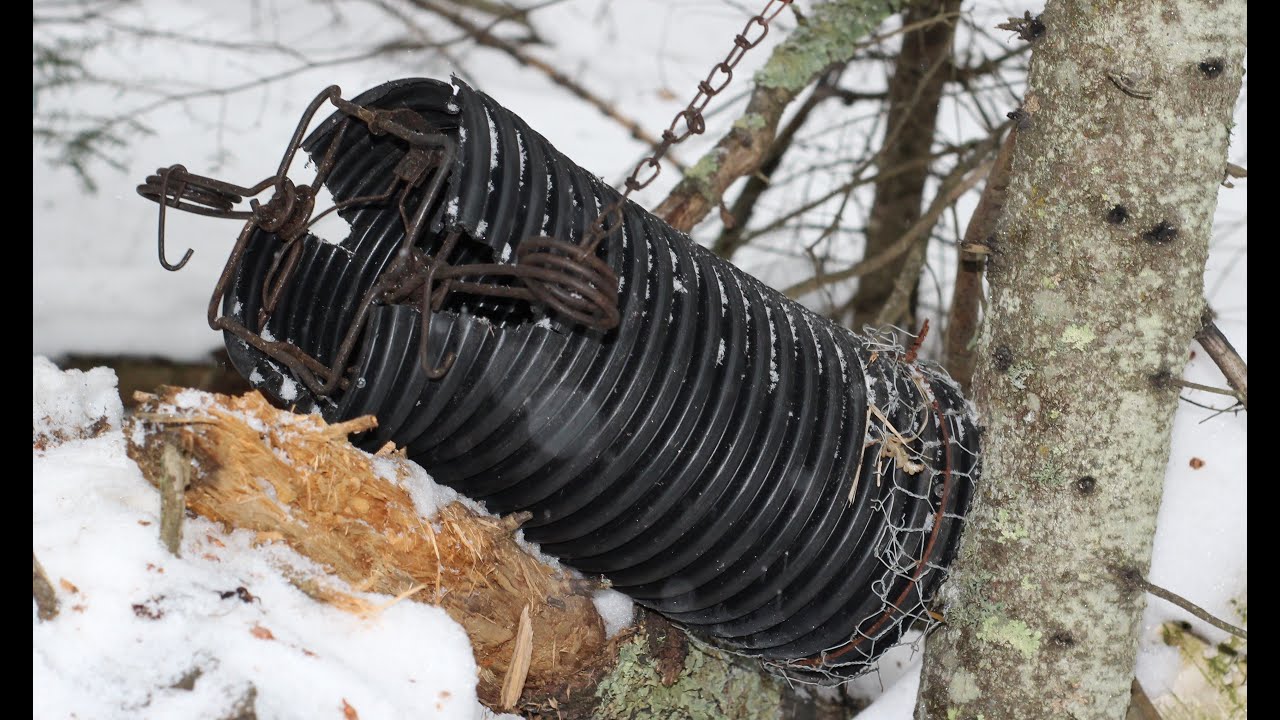 Fisher and Marten Trapping in Minnesota Ep. 4 Trapping Across America TV