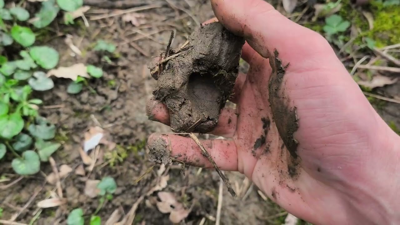 Morilles 2026 : le Frêne 🤔? Oui mais...