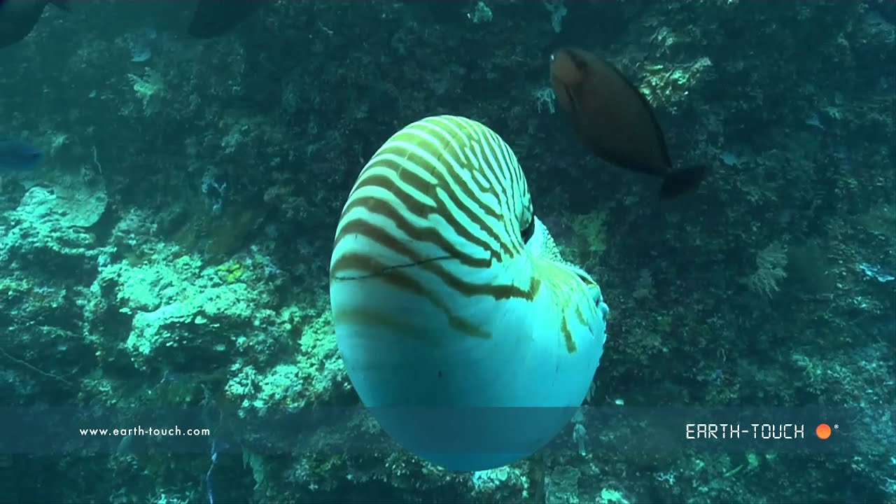 Ancient sea creature emerges from the depths