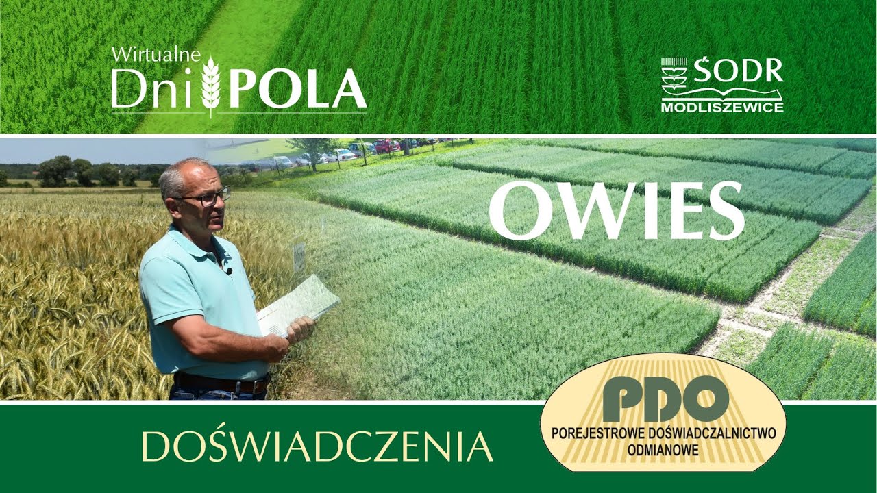 Doświadczenia PDO z owsem