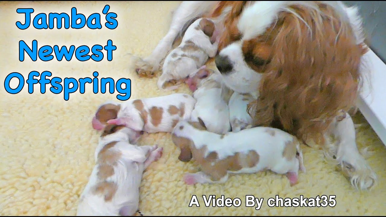 Jamba's Newest Offspring