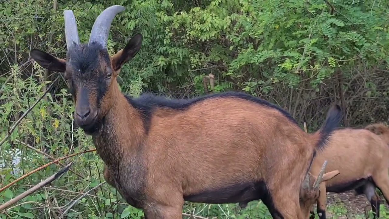 Din nou la caprite, Va prezint alte trei capre ale mele din rasa alpina franceza și sannen 🐐