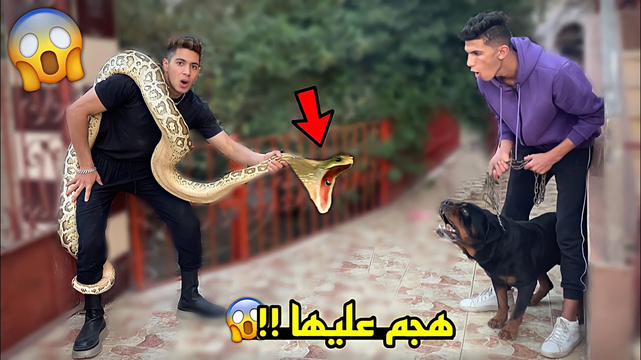بوتشر يقابل اكبر افعي في العالم لأول مره 😱
