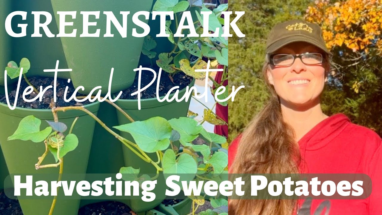 Harvesting Sweet Potatoes from the GREENSTALK Vertical Garden and a Fortunate Lesson!