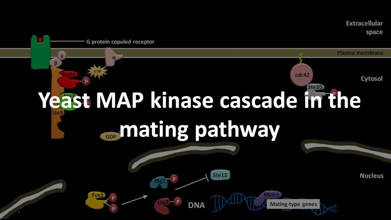 Yeast MAP kinase cascade in the mating pathway