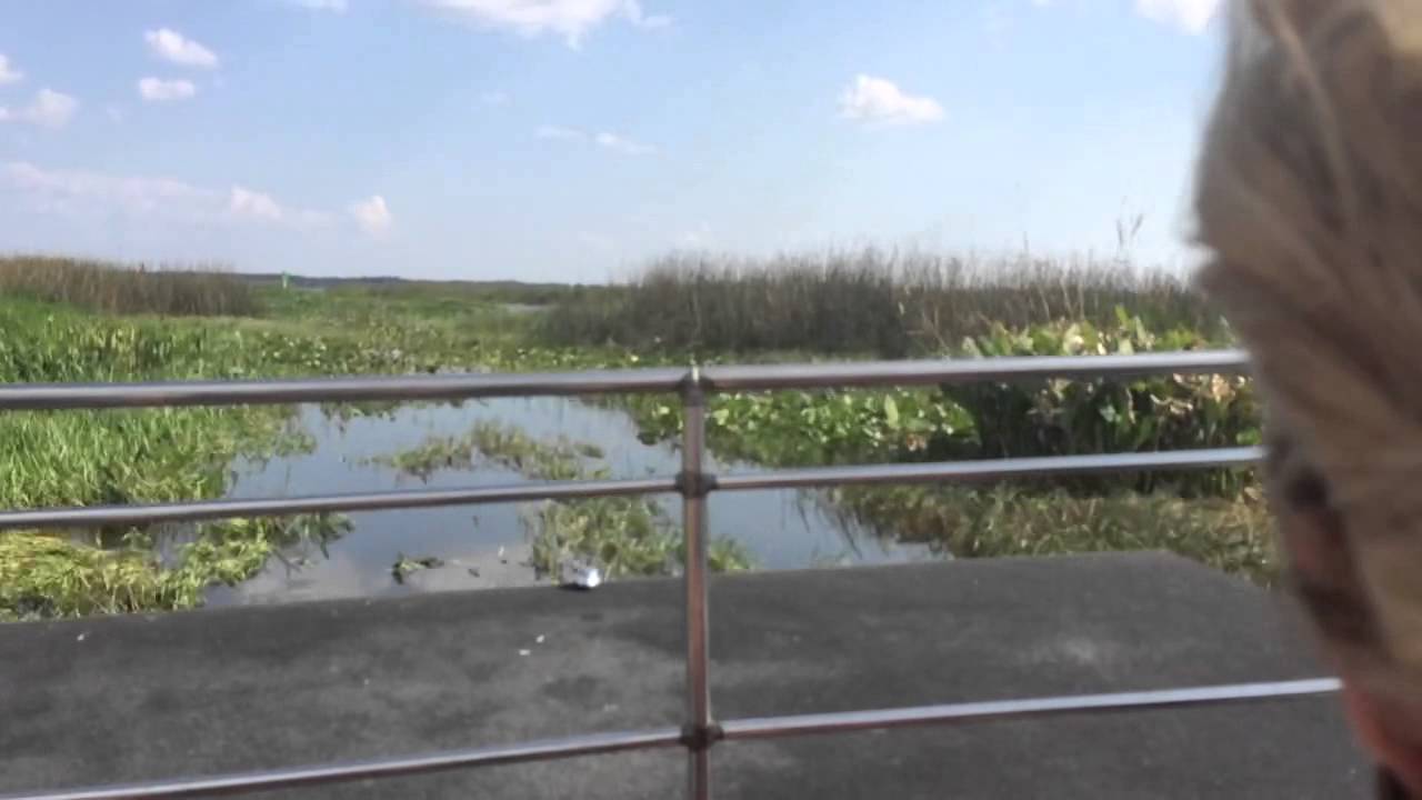 Airboat ride on Lake Cypress swamp area near Orlando, Flori