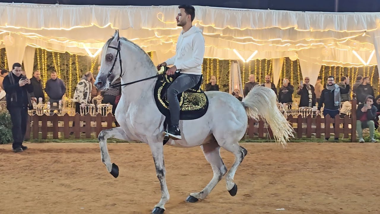 مشير السمو و ابراهيم غزال حفلة محمد كمال 2026