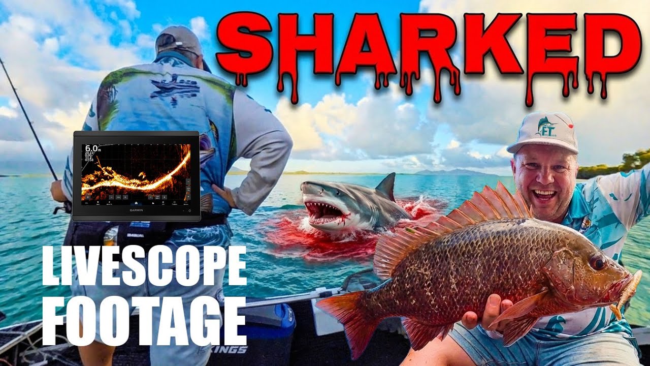Barramundi gets SHARKED!