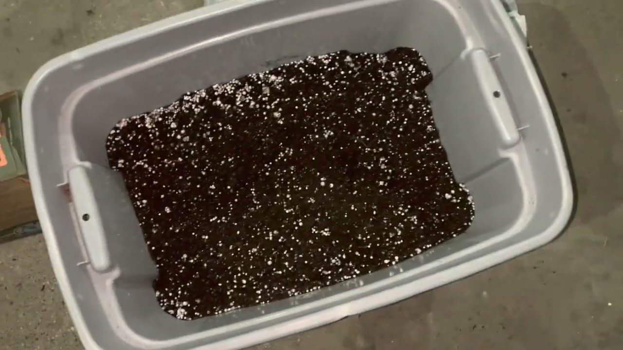 Using Leftover Organic Material to Create Super Bell Pepper Transplants
