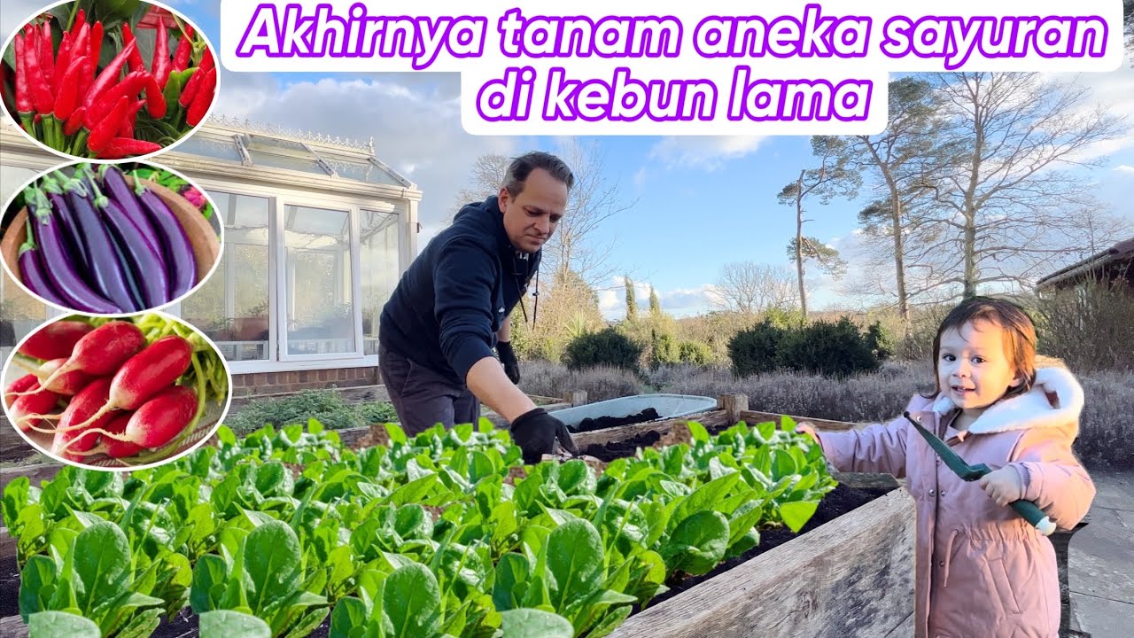 AKHIRNYA TANAM ANEKA SAYURAN DI KEBUN LAMA  || TANAM CABE TERONG BAYAM LOBAK DAN SELADA