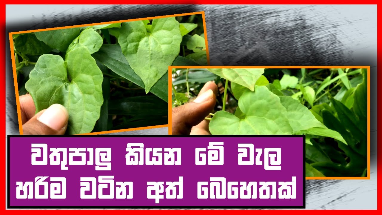 ගෙවත්තේ තියන අරුම පුදුම අත් බෙහෙත් පැලය | වතු පාලු Wathu Paalu Plant Sinhala