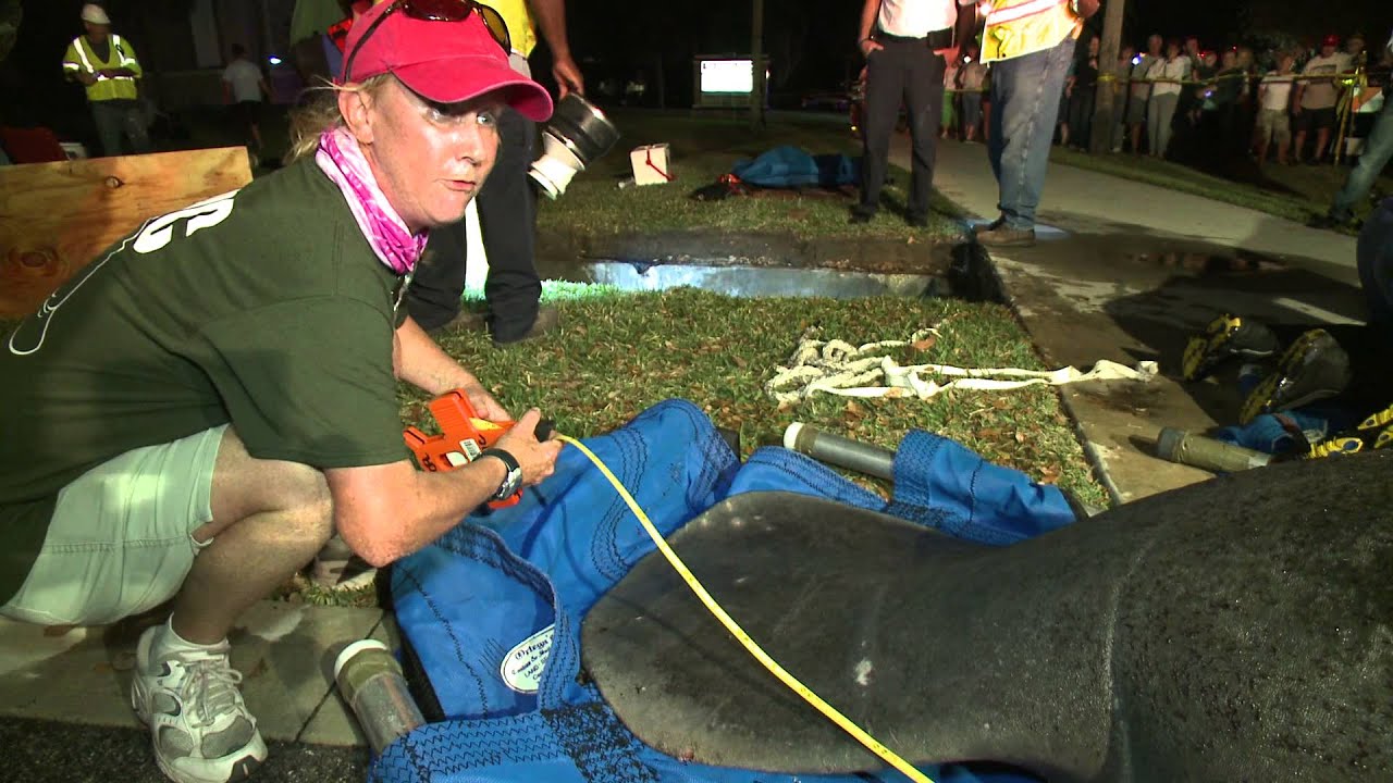 Rescuers Rush To Save 19 Manatees Stuck In A Drain Pipe! | SeaWorld&reg;