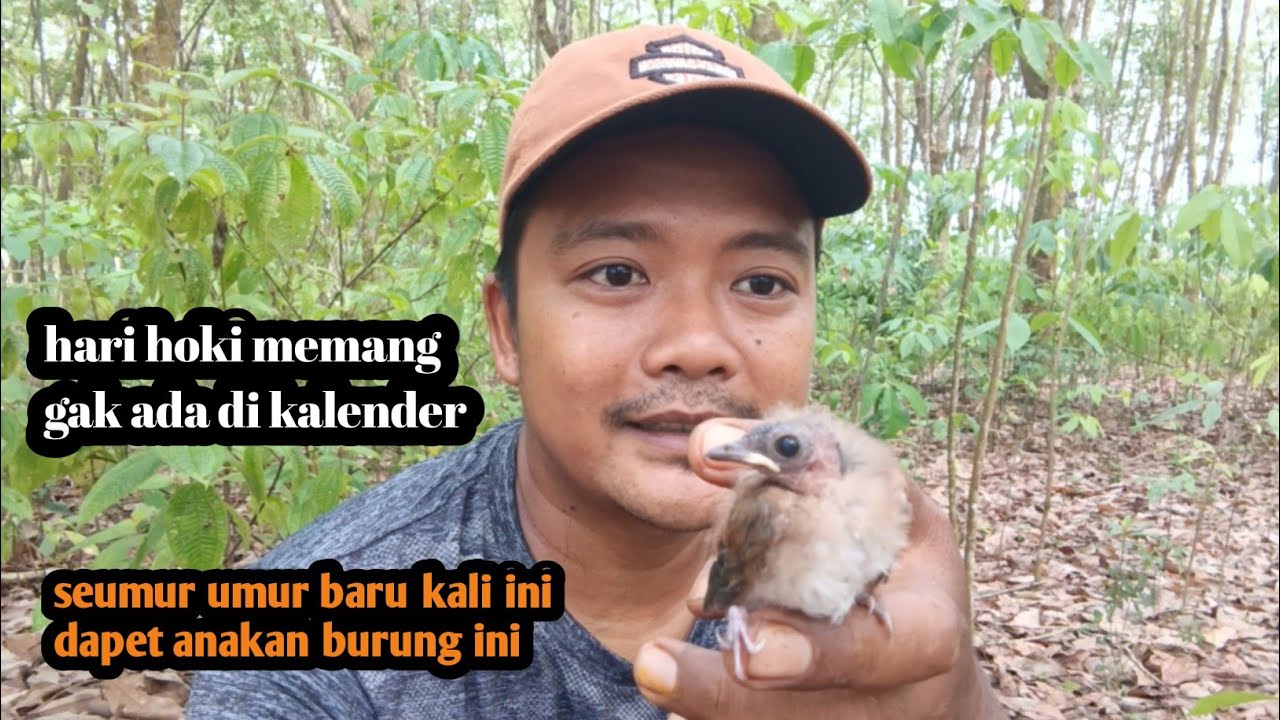 Berutung sekali bisa dapet anakan burung satu ini! Anakan srdc kw