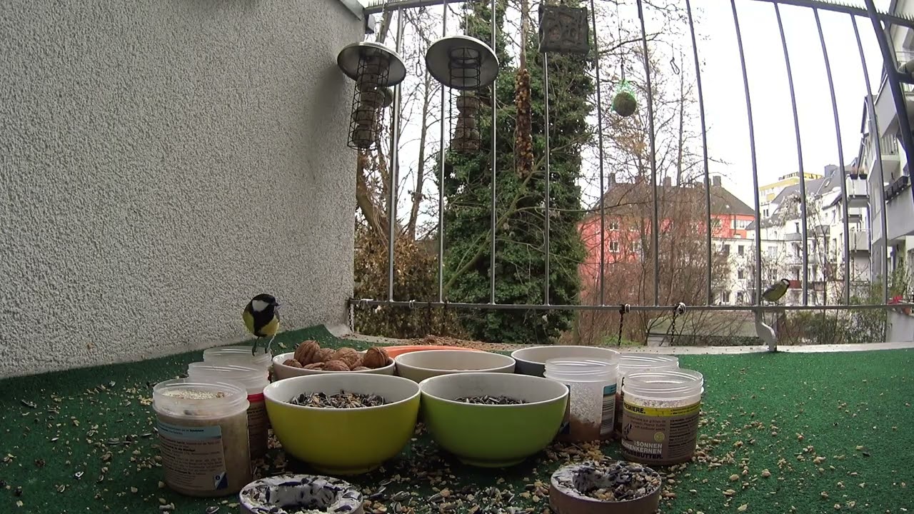 Meisen und dicke Nüsse