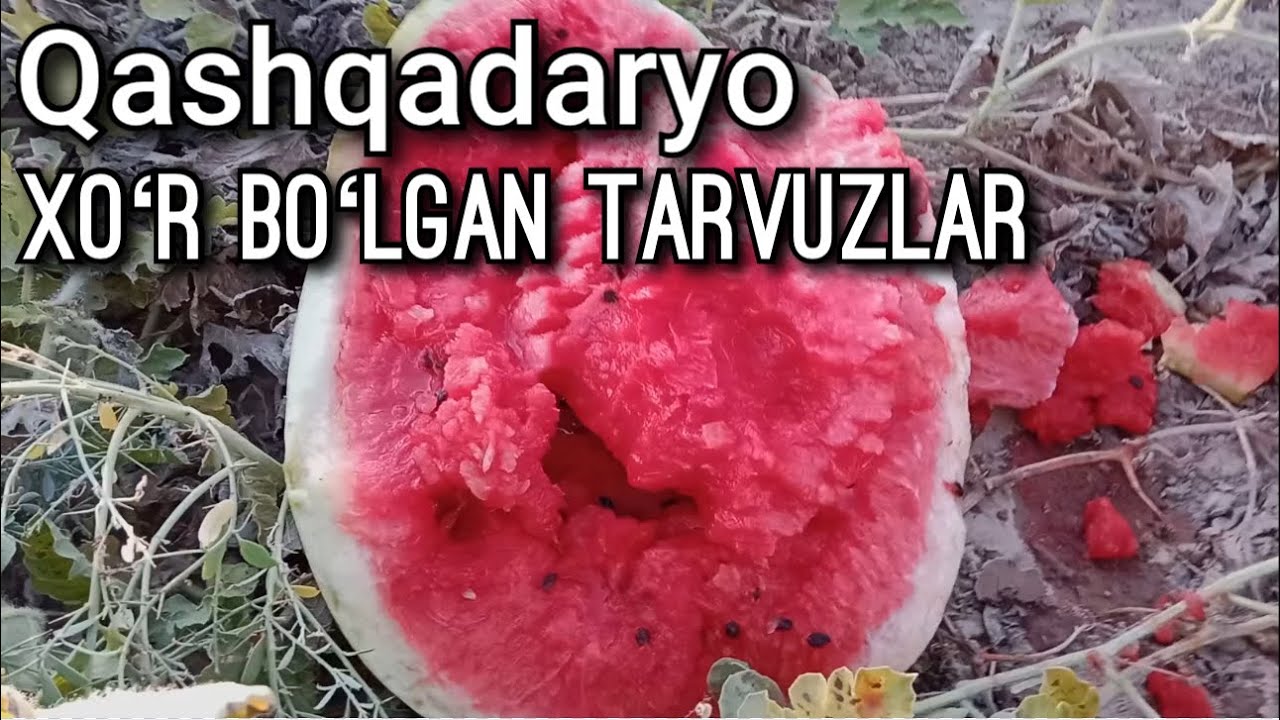 Man sizga Dehqonchilik, Mana sizga Daromad. Qashqadaryodagi Tarvuzlar  Bunga kim sababchi
