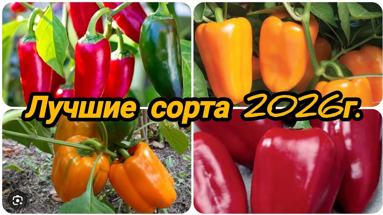 КАКИЕ СОРТА ПЕРЦА 🌶️🫑 ПОСАДИЛА В СЕЗОНЕ 2026Г ☝️