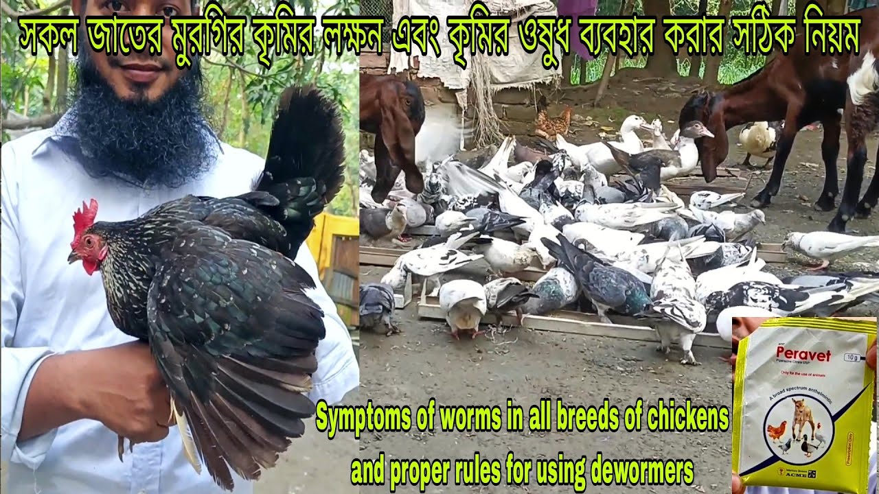 মুরগির কৃমির ওষুধ ব্যবহার করার সঠিক নিয়ম Proper rules for using chicken dewormers  peravet