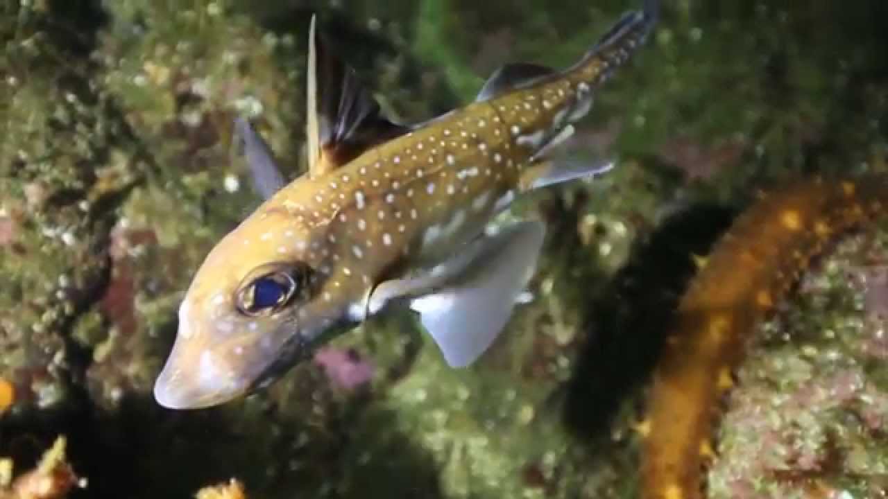British Columbia Diving