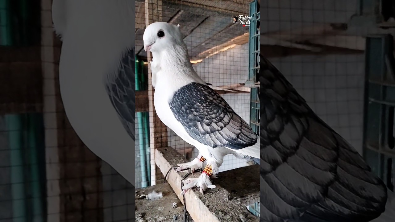 Успешный сезон разведения декоративных голубей 🐣🐣🕊️ #fakhribirds #pigeon #kabutar #kabootar #bird...