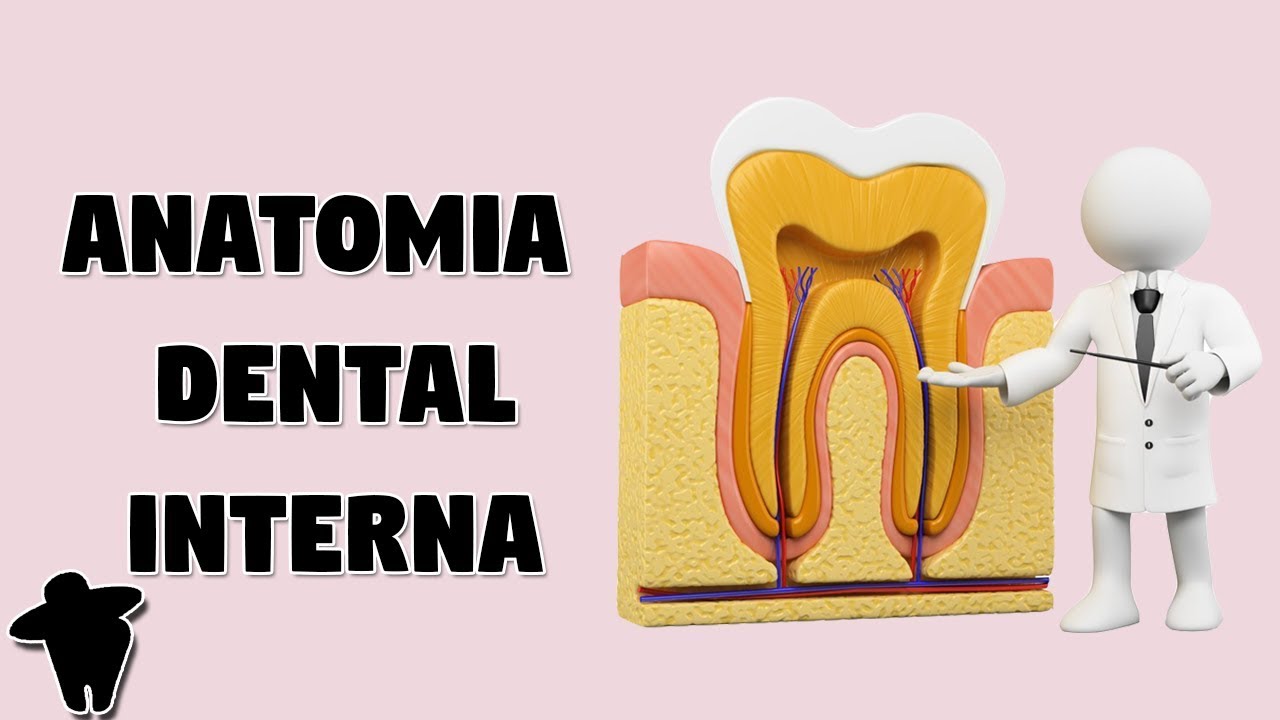 [Dentista Estuda #3] Anatomia Dental Interna e Tipos de Canais - Concursos para Dentistas
