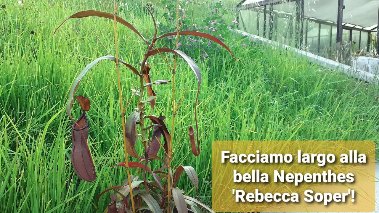 150. NEPENTHES 'REBECCA SOPER' SPOSTATA IN VASO DAL VOLUME DOPPIO [SEGUITO DEL VIDEO 24]
