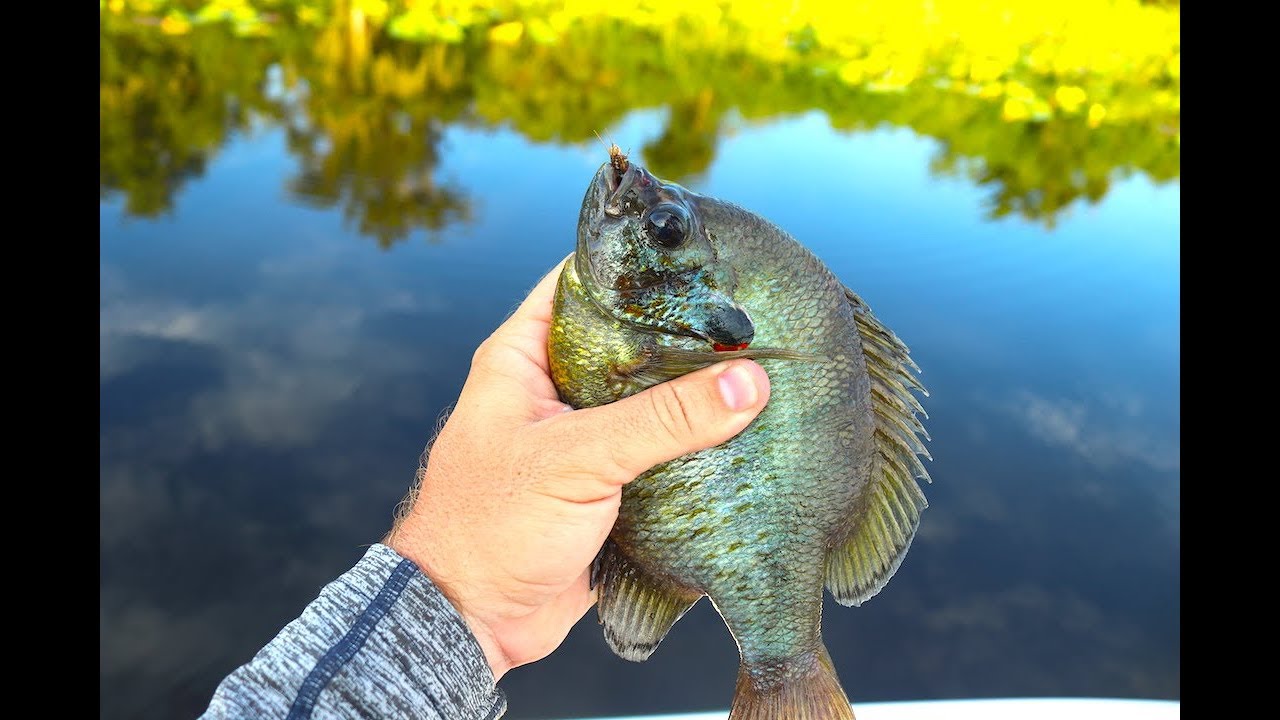 Fishing with Live CRICKETS for GIANT Bluegill (Surprising Results)!!
