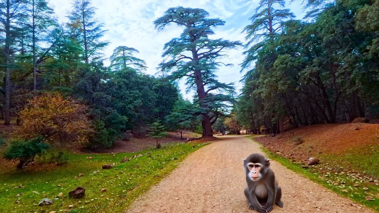Проезжая через самый потрясающий кедровый лес Марокко &mdash; Азру -Grand C&egrave;dre Gouraud- SCENIC DRIVE