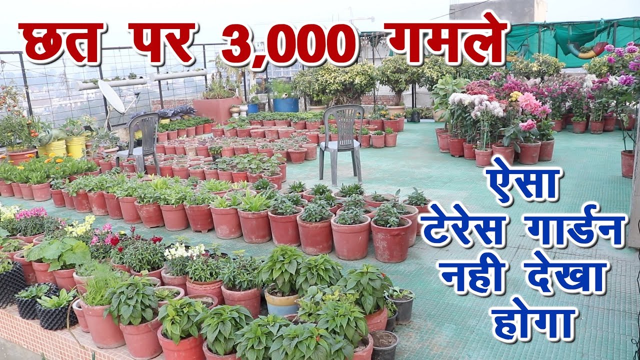 छत पर 3,000 गमले, जबरदस्त टेरेस गार्डन, आप भी बना सकते हैं ऐसा किचन गार्डन, Kitchen gardening ||