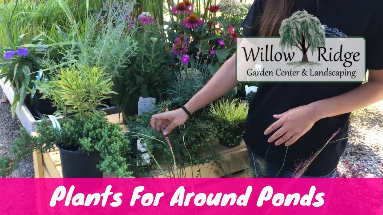 Plants For Around Ponds | Willow Ridge Garden Center