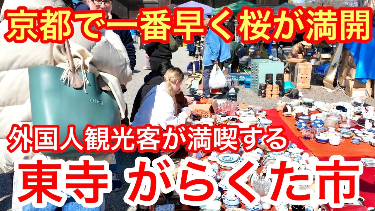 2026年3月1日 京都で一番早く桜🌸が満開 外国人観光客が満喫する東寺がらくた市を歩く Walking around Toji Temple in Kyoto
