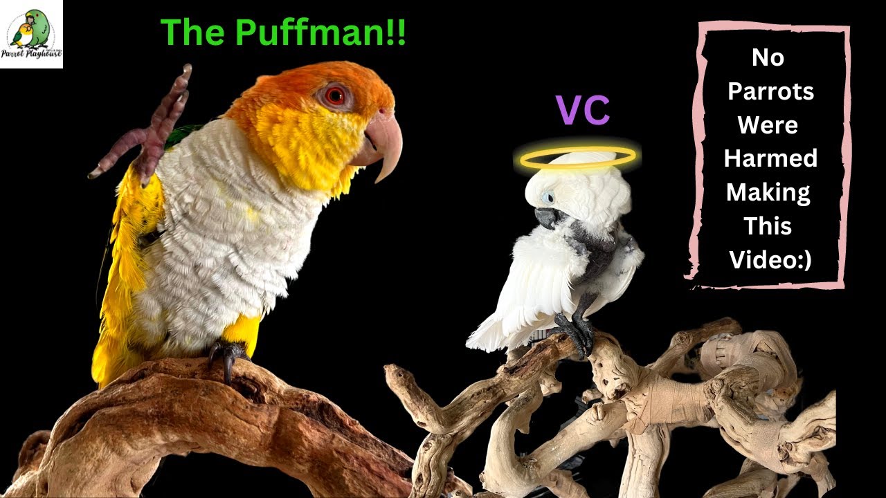 Puffman Caique Attacks Victoria Cockatoo