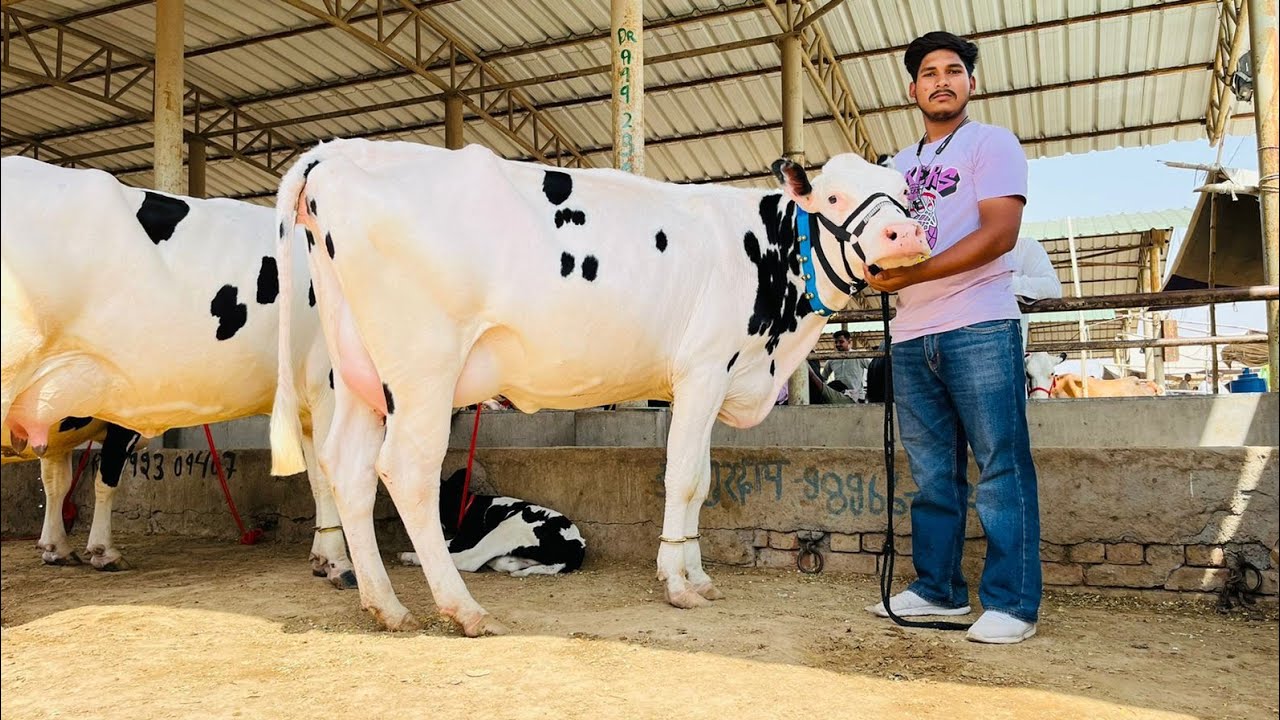 21.5.2023 देखो पंजाब की पशु मंडी डबवाली की एचएफ गाय का न्यू विडियो/biggest cow market in punjab