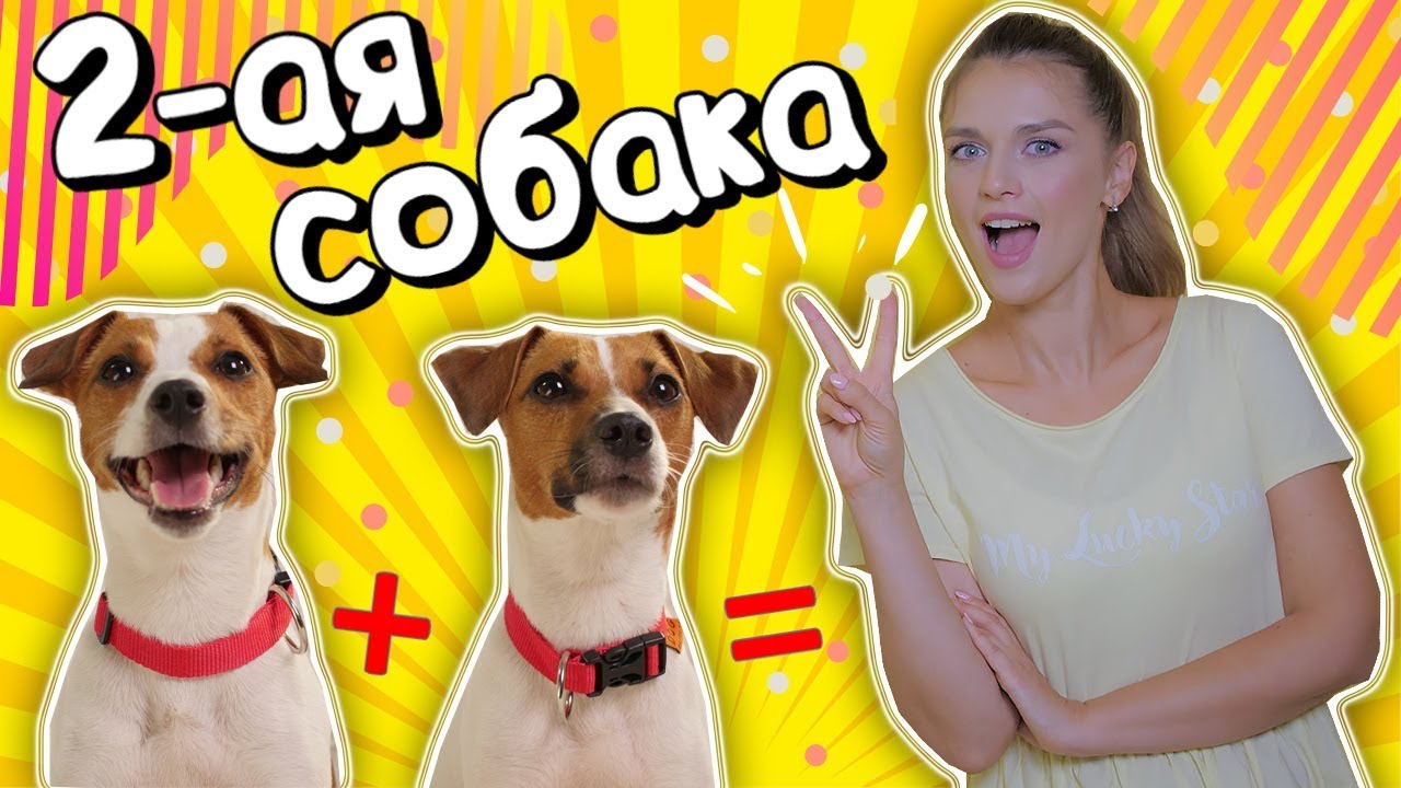 ВТОРАЯ СОБАКА В ДОМЕ | Правила дружного существования двух собак🐶❤🐶