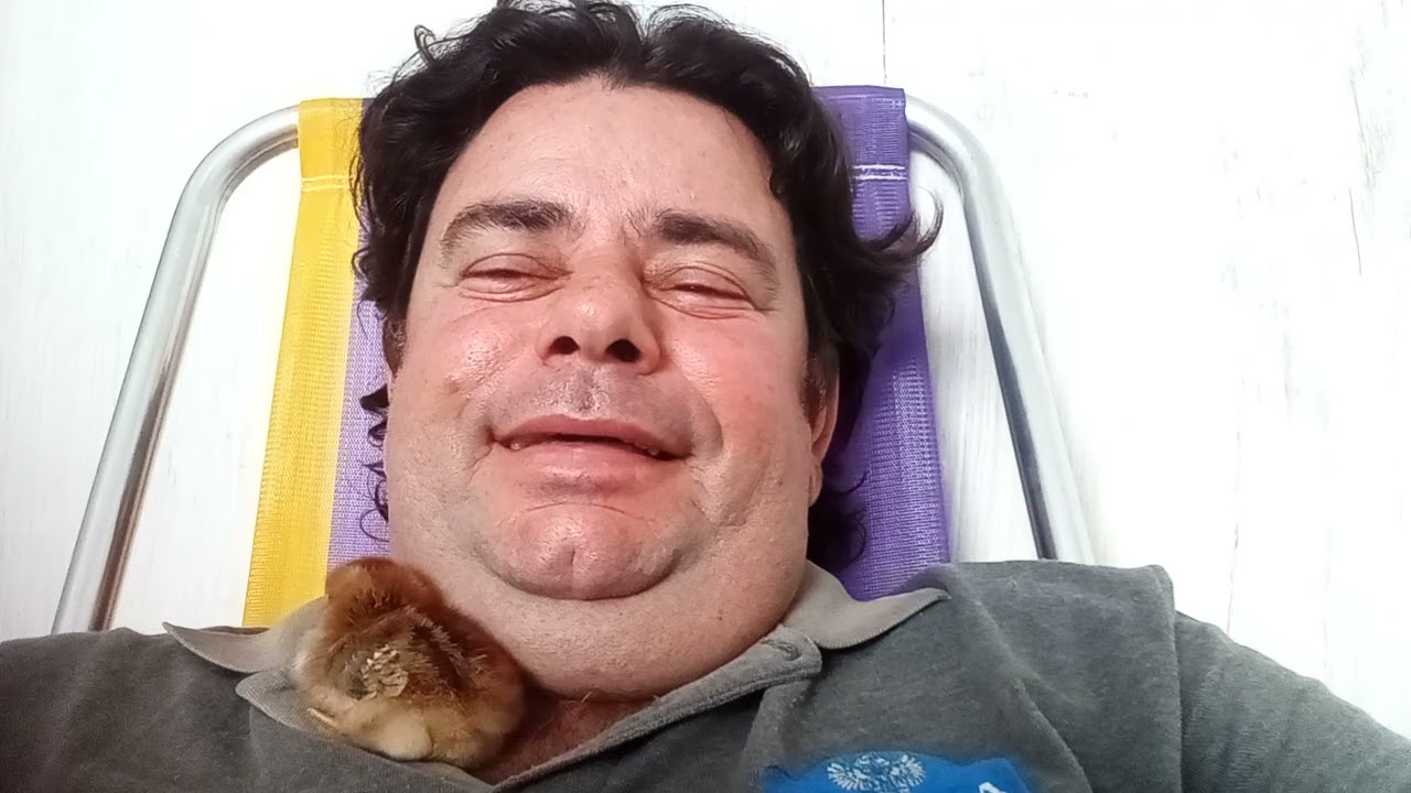 Meu novo mascote uma pintainha.