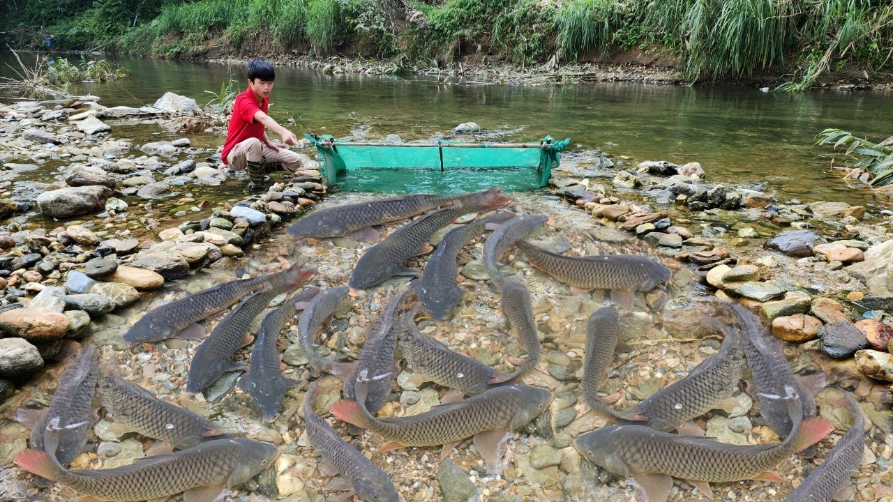Survival skills. The young man used a net to set traps in the stream and caught many carp.