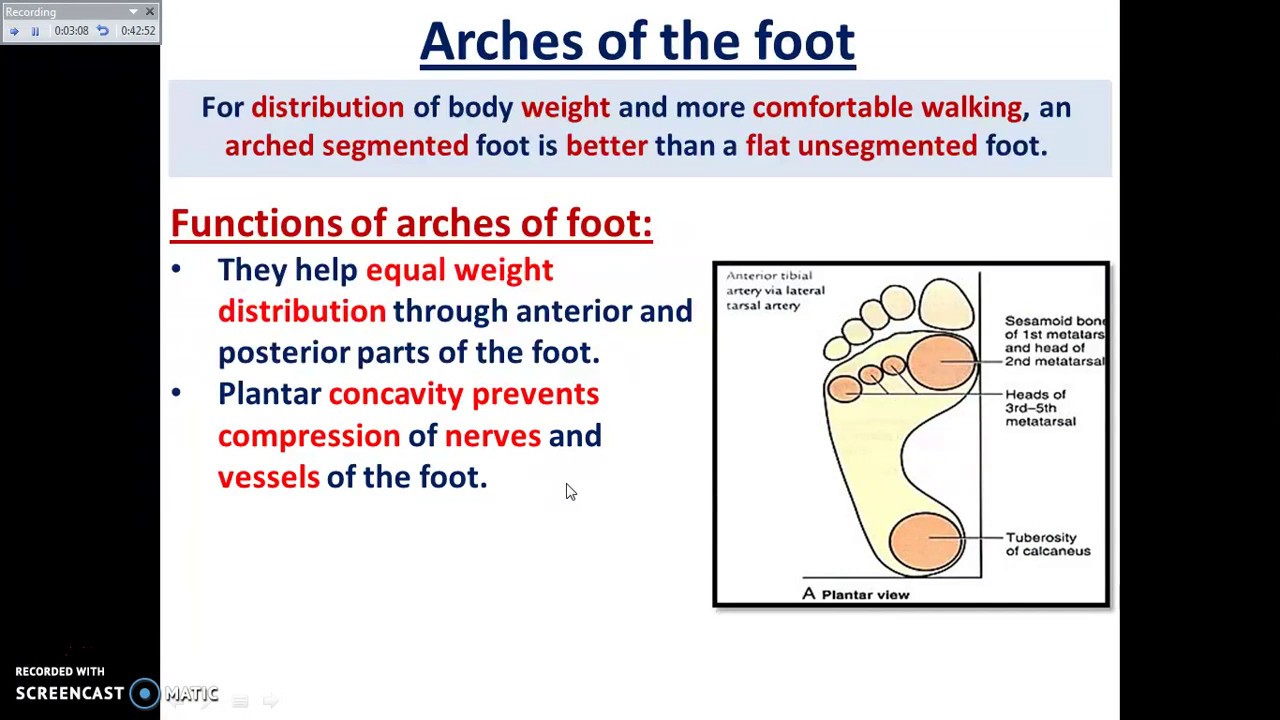 Arches of foot Part 1 - Dr. Ahmed Farid