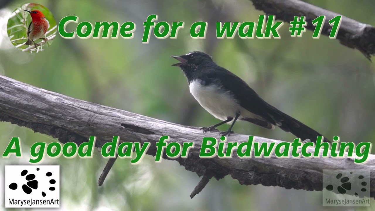 A good day for Bird Watching! - Come for a Walk in the Australian Bush Series #11