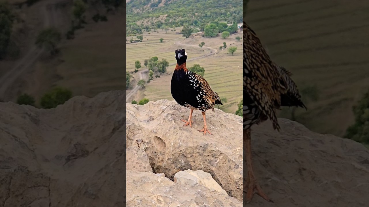 Teetar ki Awaz | #kalateetar #teetarawaz #birdslover