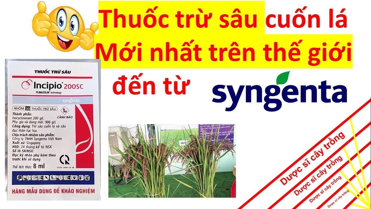 Hot Hot Hot! Sản phẩm mới Incipio 200SC trừ sâu cuốn lá | Syngenta | Incipio | sâu hại | lúa |