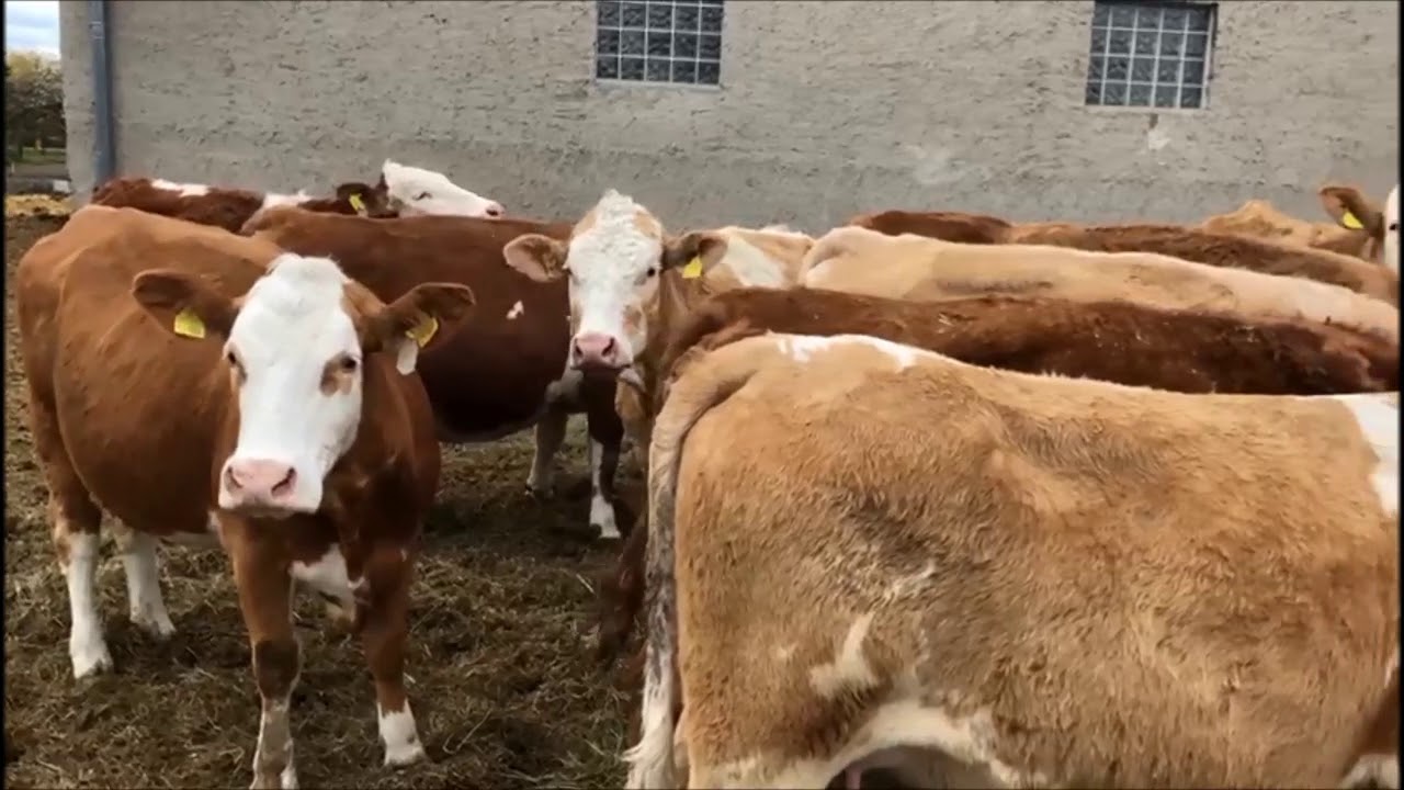 Zwierzęta na wsi
