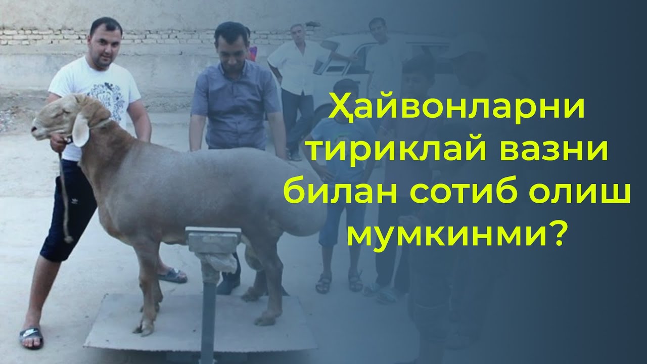 Ҳайвонларни тириклай вазни билан сотиб олиш мумкинми?