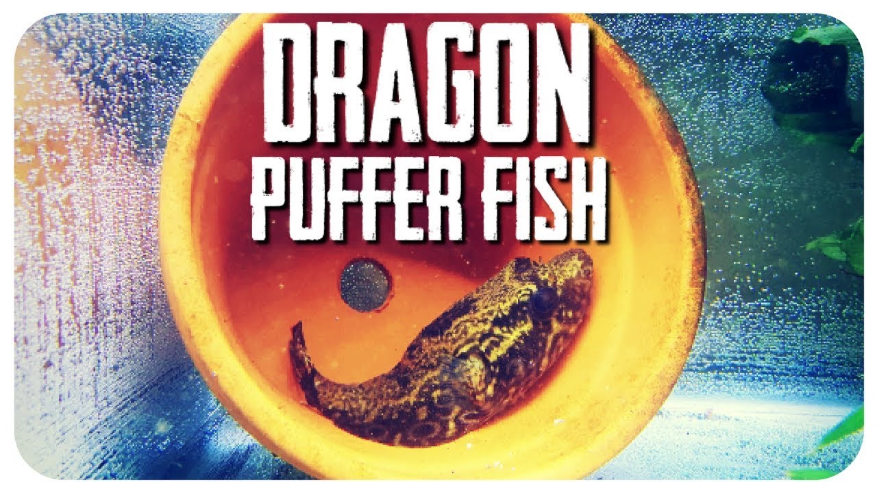 DRAGON PUFFER!!!!