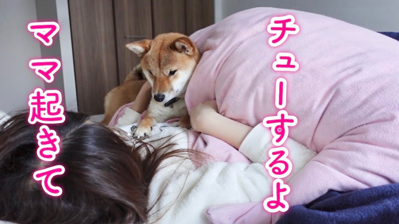 ママを起こそうとキスをする柴犬が可愛い。休日の朝