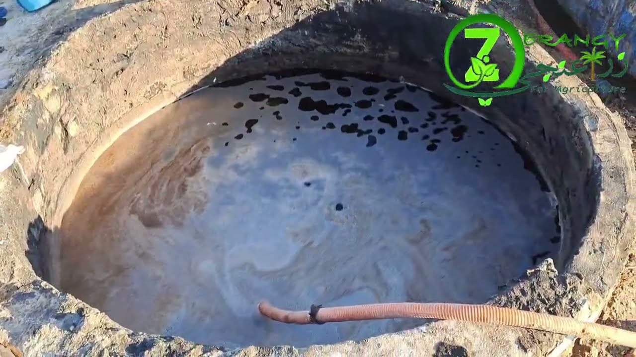 زراعة القمح | تسميد قمح عمر ٣٩ يوم رى محورى #زراعنجى 🌾