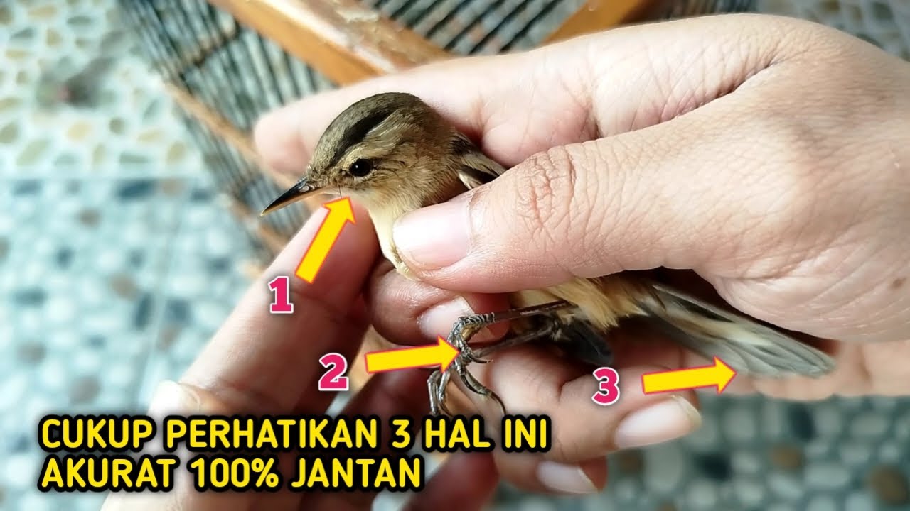 TIPS MUDAH NGOMBYOK KERAK BASI SUPAYA DAPET YANG JANTAN DAN PROSPEK‼️