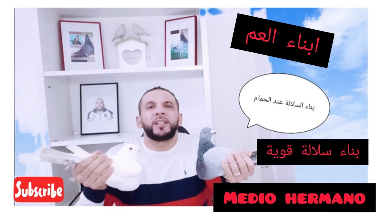 كيفية بناء سلالة قوية عند الحمام ، وبمواصفات عالية وطرق التزاوج الصحيحة Medio hermano# 2022#.