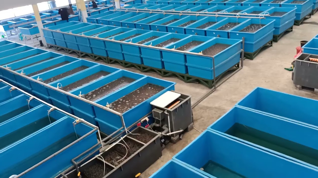 catfish hatchery