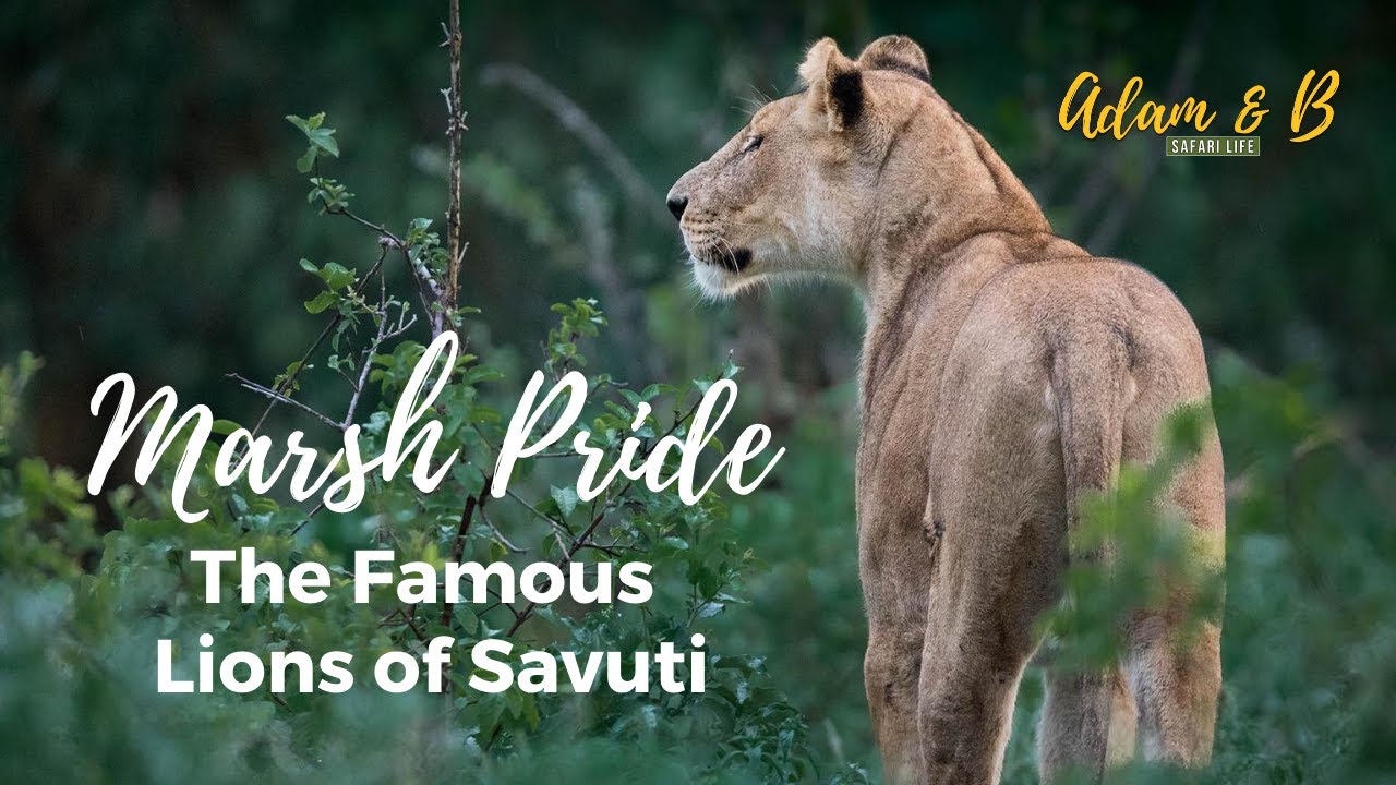 Savuti Lion Cubs on our Last Game Drive | Savuti, Chobe National Park, Botswana | SafariLife S1Ep36