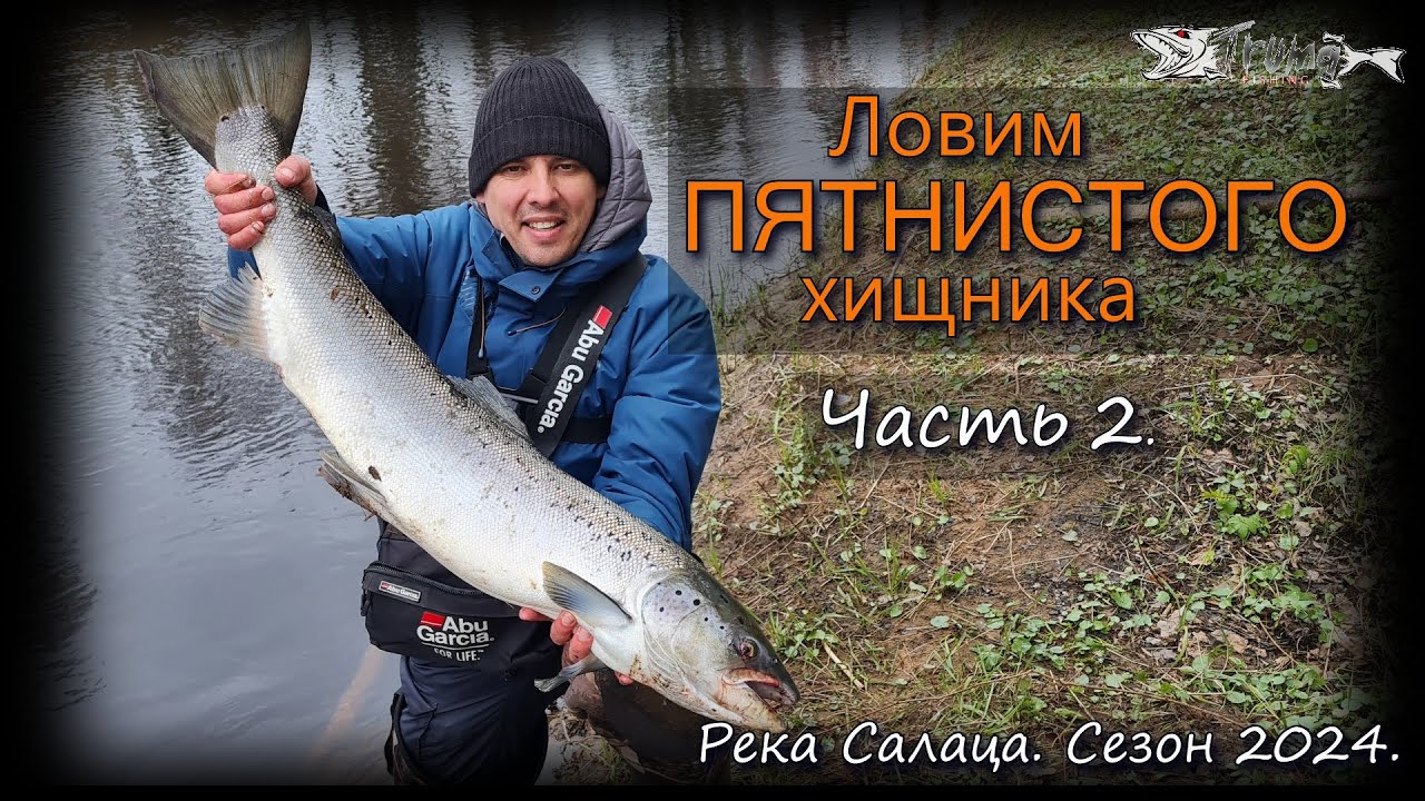 Ловим пятнистого хищника. Часть 2. Река Салаца 2024.
