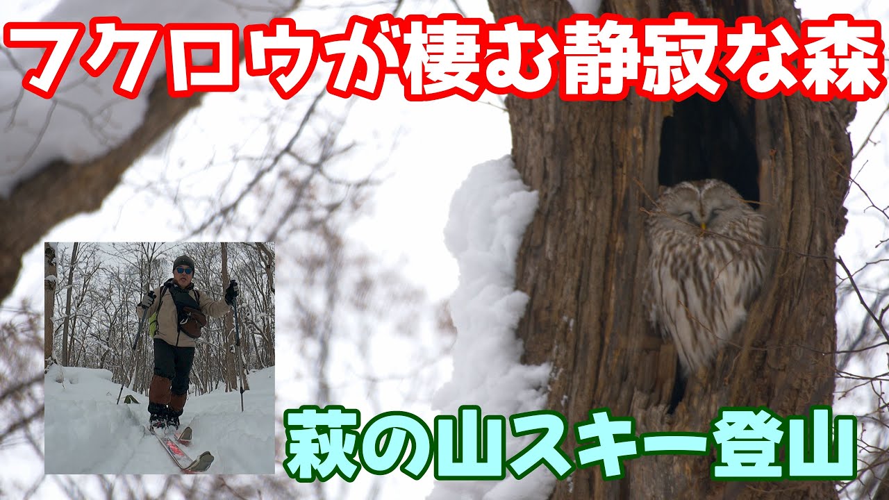 テレマーク・ライトツーリングで雪の丘陵を征く／フクロウに遭遇しました